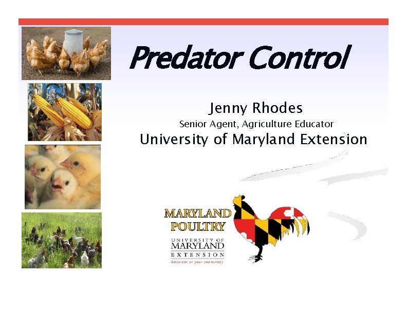 Predator Control Jenny Rhodes Senior Agent, Agriculture Educator University of Maryland Extension Predator Control Jenny Rhodes Senior Agent, Agriculture Educator University of Maryland Extension