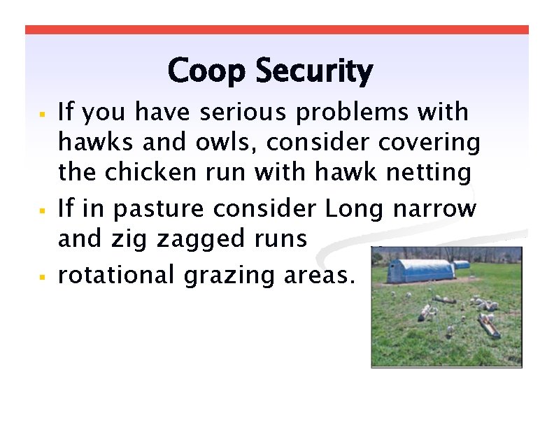 Coop Security If you have serious problems with hawks and owls, consider covering the