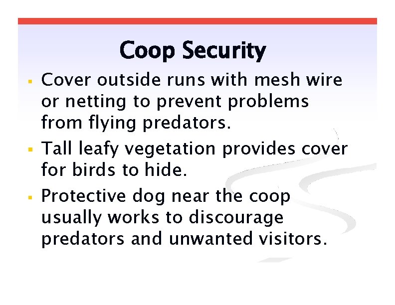 Coop Security Cover outside runs with mesh wire or netting to prevent problems from