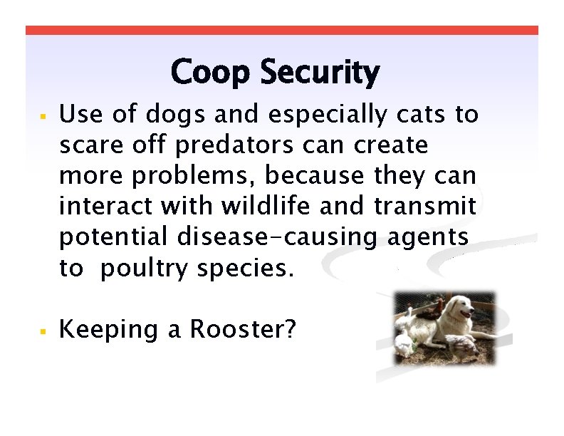 Coop Security Use of dogs and especially cats to scare off predators can create Coop Security Use of dogs and especially cats to scare off predators can create