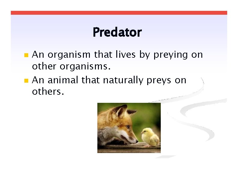 Predator An organism that lives by preying on other organisms. An animal that naturally