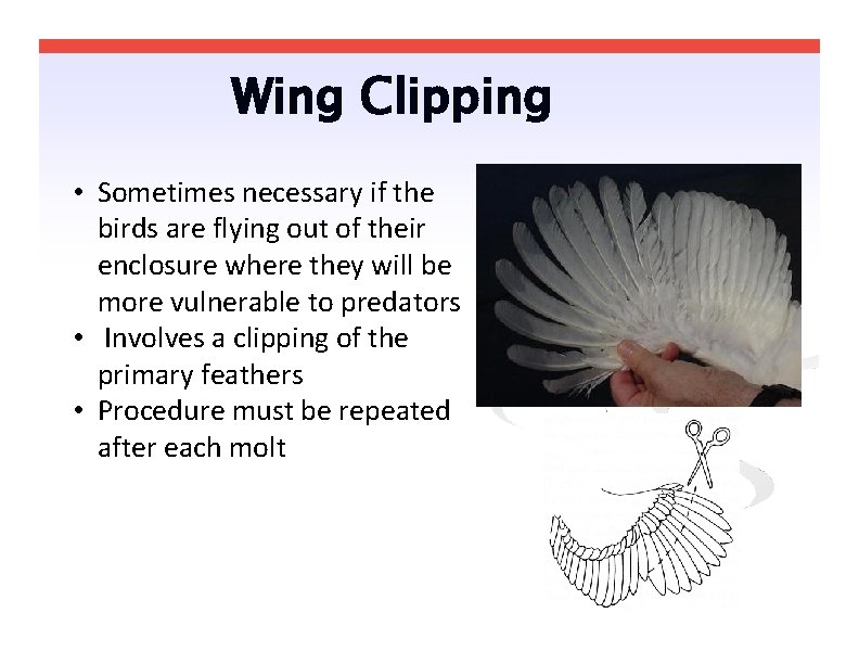 Wing Clipping • Sometimes necessary if the birds are flying out of their enclosure