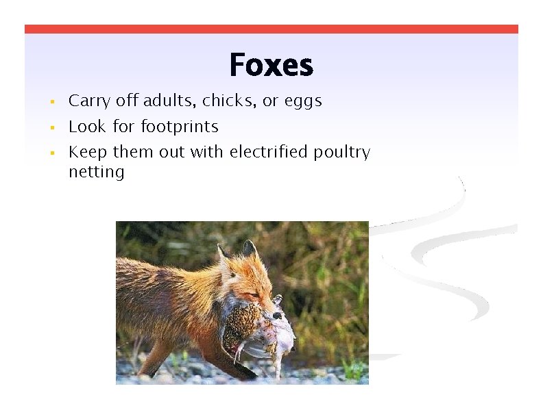 Foxes Carry off adults, chicks, or eggs Look for footprints Keep them out with