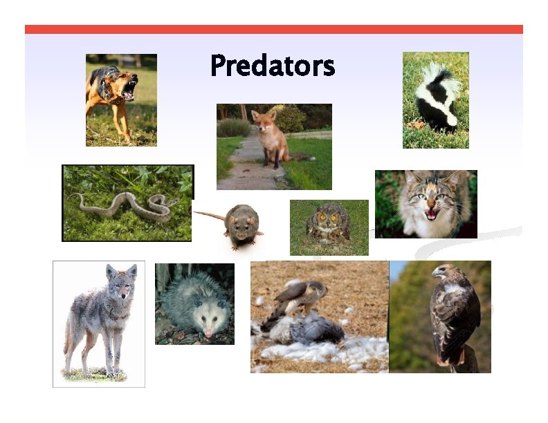 Predators 