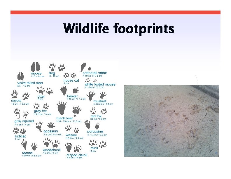 Wildlife footprints 