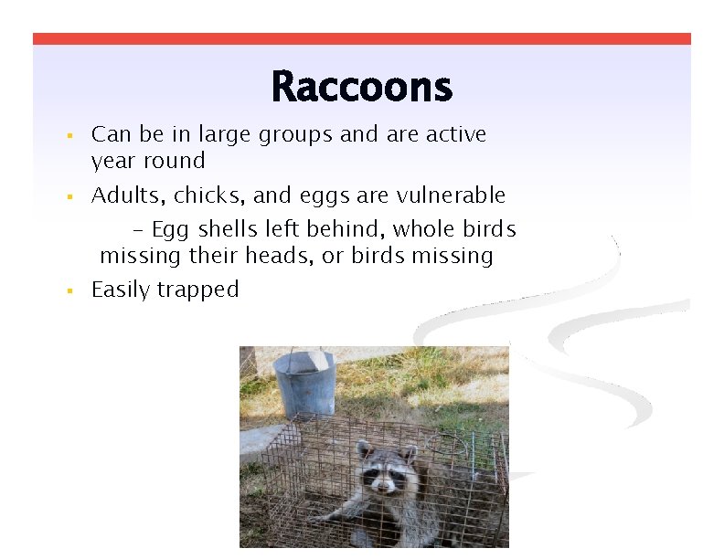 Raccoons Can be in large groups and are active year round Adults, chicks, and