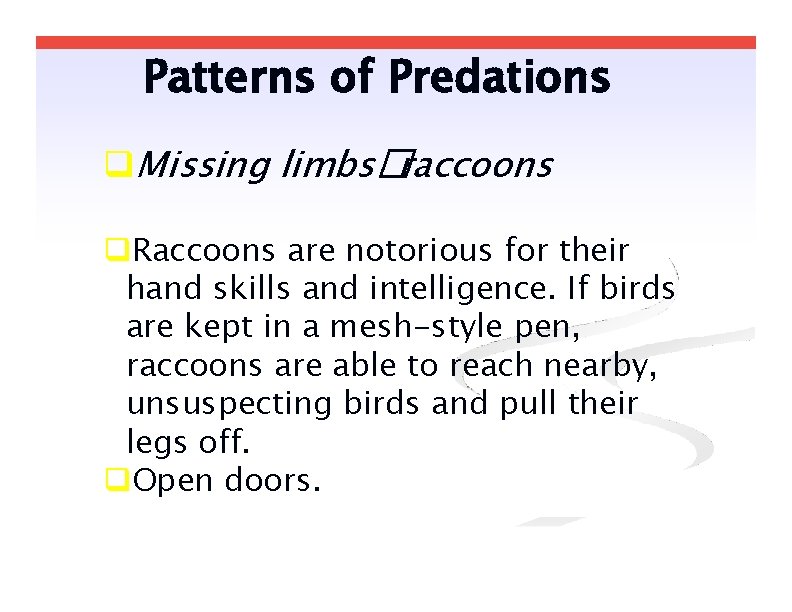 Patterns of Predations Missing limbs�raccoons Raccoons are notorious for their hand skills and intelligence.