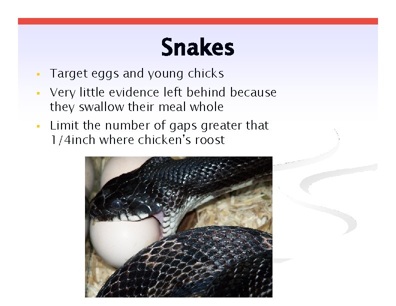 Snakes Target eggs and young chicks Very little evidence left behind because they swallow