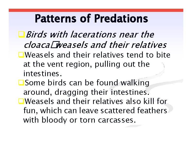 Patterns of Predations Birds with lacerations near the cloaca�weasels and their relatives Weasels and
