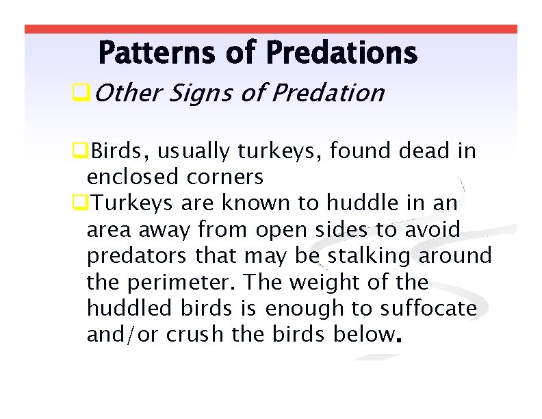 Patterns of Predations Other Signs of Predation Birds, usually turkeys, found dead in enclosed