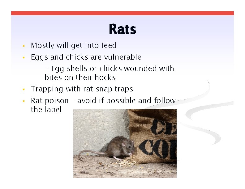 Rats Mostly will get into feed Eggs and chicks are vulnerable - Egg shells