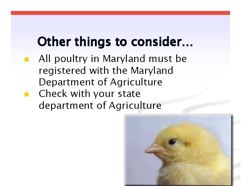 Other things to consider… All poultry in Maryland must be registered with the Maryland Other things to consider… All poultry in Maryland must be registered with the Maryland