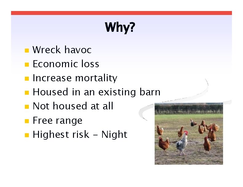 Why? Wreck havoc Economic loss Increase mortality Housed in an existing barn Not housed