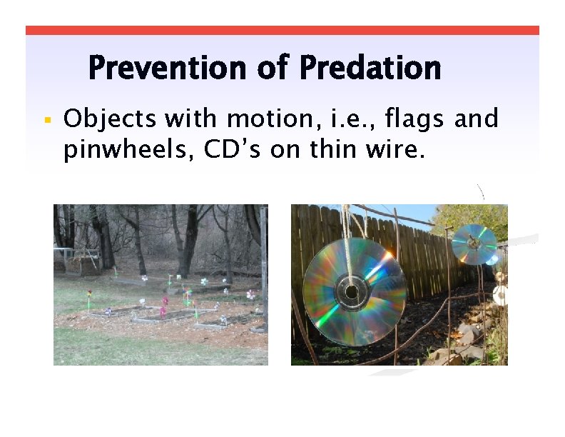 Prevention of Predation Objects with motion, i. e. , flags and pinwheels, CD’s on