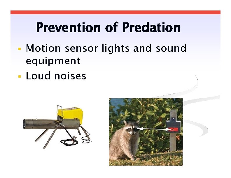 Prevention of Predation Motion sensor lights and sound equipment Loud noises 