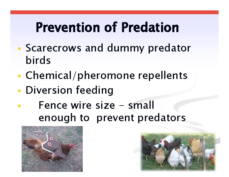 Prevention of Predation Scarecrows and dummy predator birds Chemical/pheromone repellents Diversion feeding Fence wire