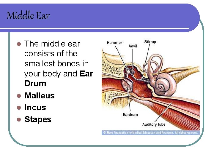 Middle Ear The middle ear consists of the smallest bones in your body and
