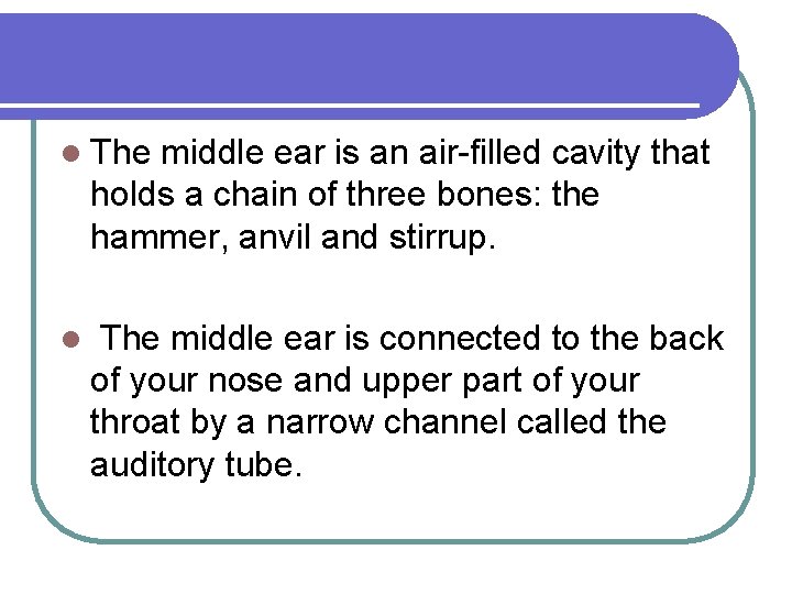 l The middle ear is an air-filled cavity that holds a chain of three