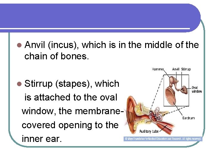l Anvil (incus), which is in the middle of the chain of bones. l