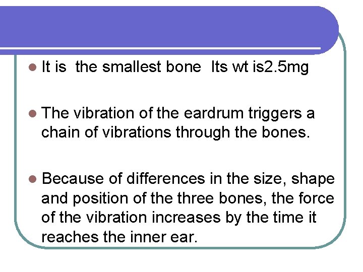 l It is the smallest bone Its wt is 2. 5 mg l The