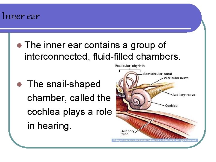 Inner ear l The inner ear contains a group of interconnected, fluid-filled chambers. l