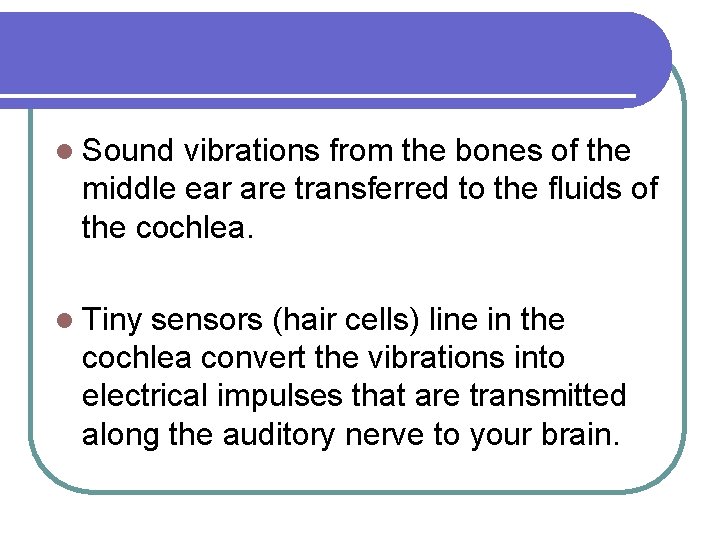 l Sound vibrations from the bones of the middle ear are transferred to the