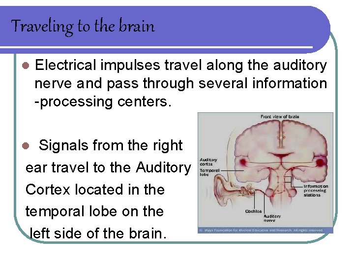 Traveling to the brain l Electrical impulses travel along the auditory nerve and pass