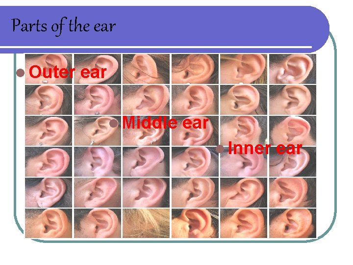 Parts of the ear l Outer ear l Middle ear l Inner ear 