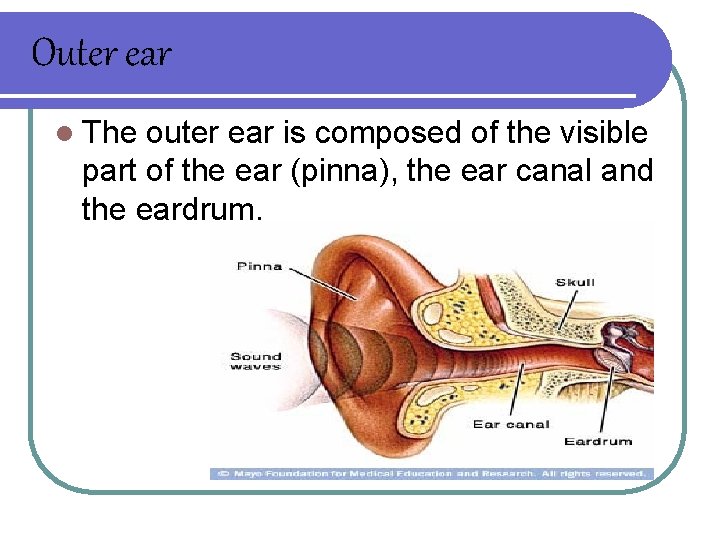 Outer ear l The outer ear is composed of the visible part of the