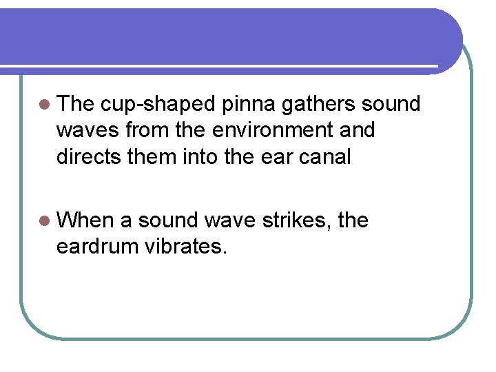 l The cup-shaped pinna gathers sound waves from the environment and directs them into