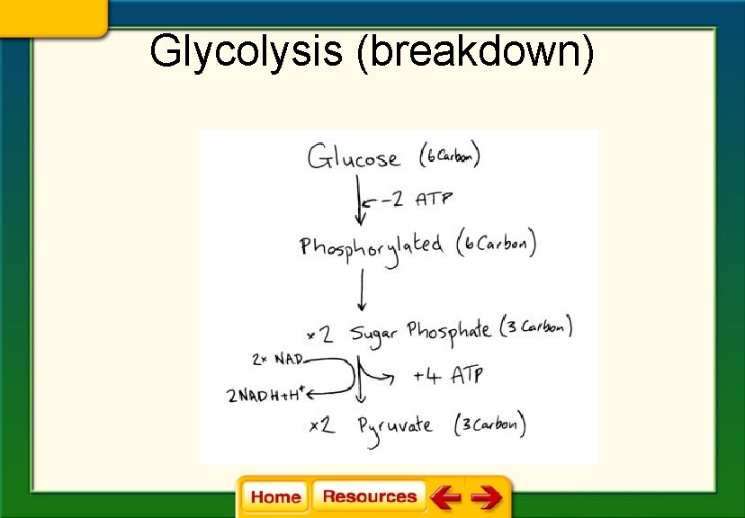 Chapter 8 Cellular Energy 8 1 How Organisms