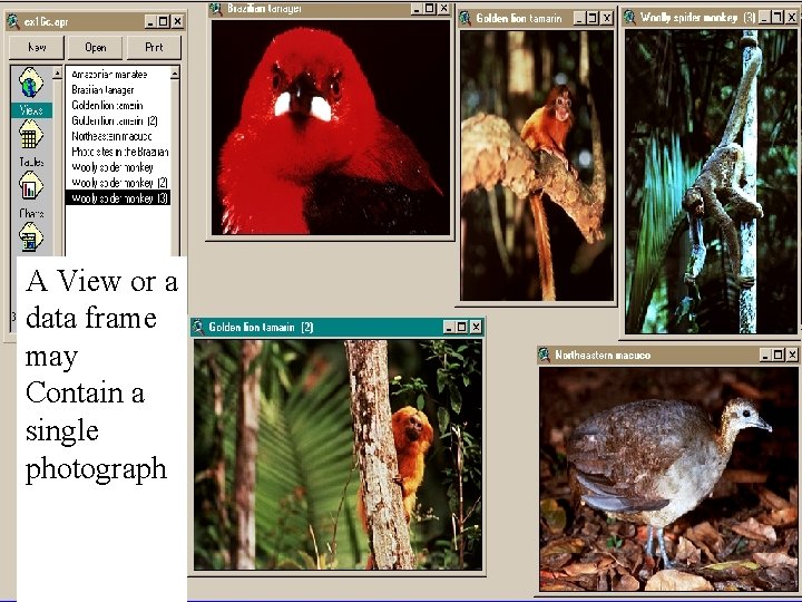 A View or a data frame may Contain a single photograph 