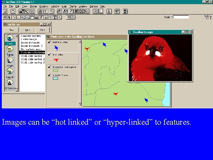 Images can be “hot linked” or “hyper-linked” to features. 
