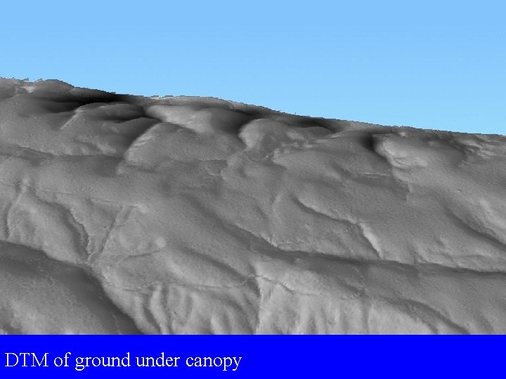 DTM of ground under canopy 