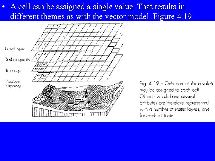  • A cell can be assigned a single value. That results in different