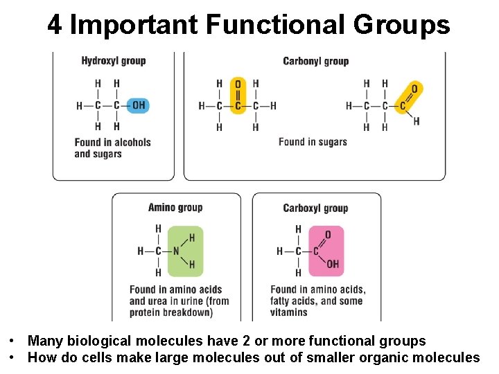 4 Important Functional Groups • Many biological molecules have 2 or more functional groups