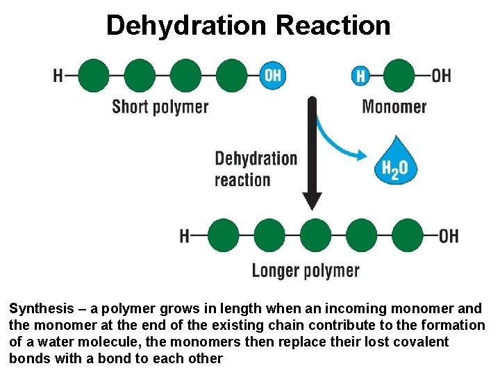 Dehydration Reaction Synthesis – a polymer grows in length when an incoming monomer and