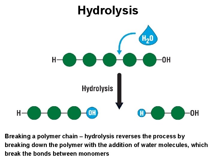 Hydrolysis Breaking a polymer chain – hydrolysis reverses the process by breaking down the