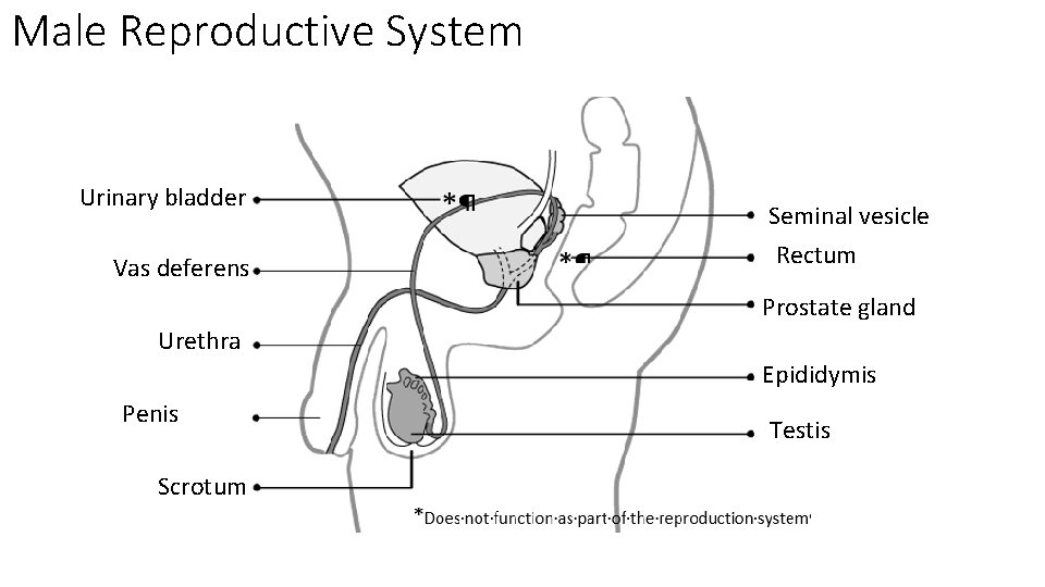 Male Reproductive System Urinary bladder Vas deferens Seminal vesicle Rectum Prostate gland Urethra Epididymis