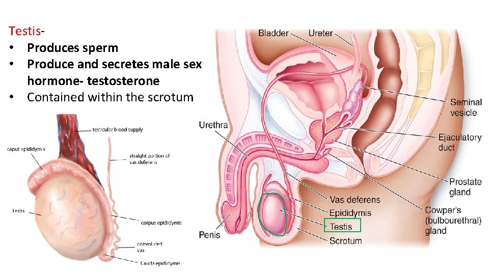 Testis- • Produces sperm • Produce and secretes male sex hormone- testosterone • Contained