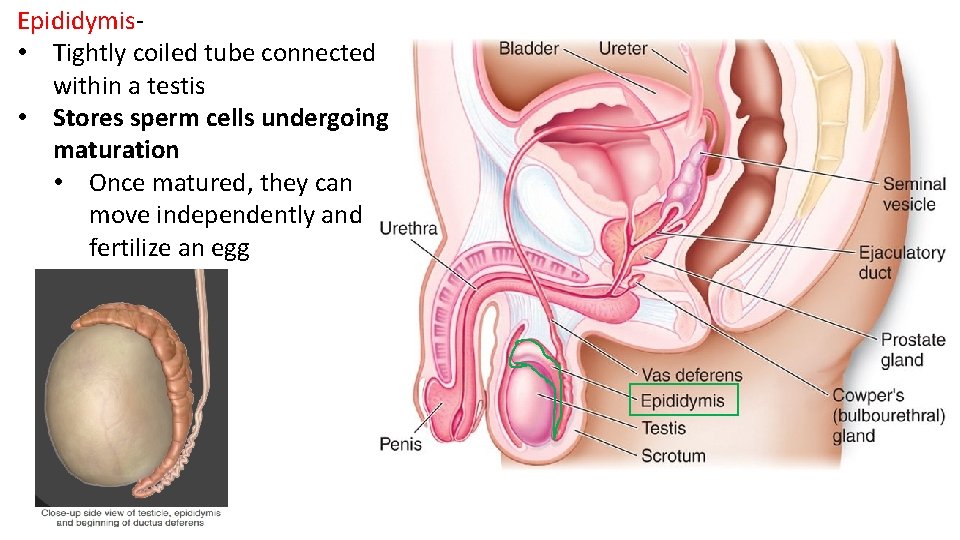 Epididymis- • Tightly coiled tube connected within a testis • Stores sperm cells undergoing
