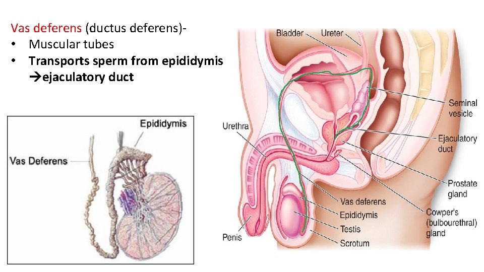 Vas deferens (ductus deferens)- • Muscular tubes • Transports sperm from epididymis ejaculatory duct