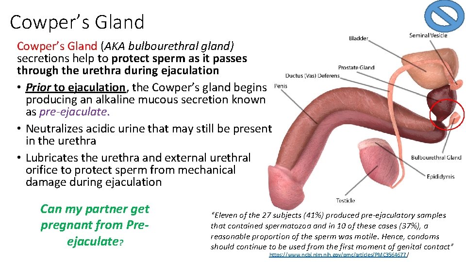 Cowper’s Gland (AKA bulbourethral gland) secretions help to protect sperm as it passes through