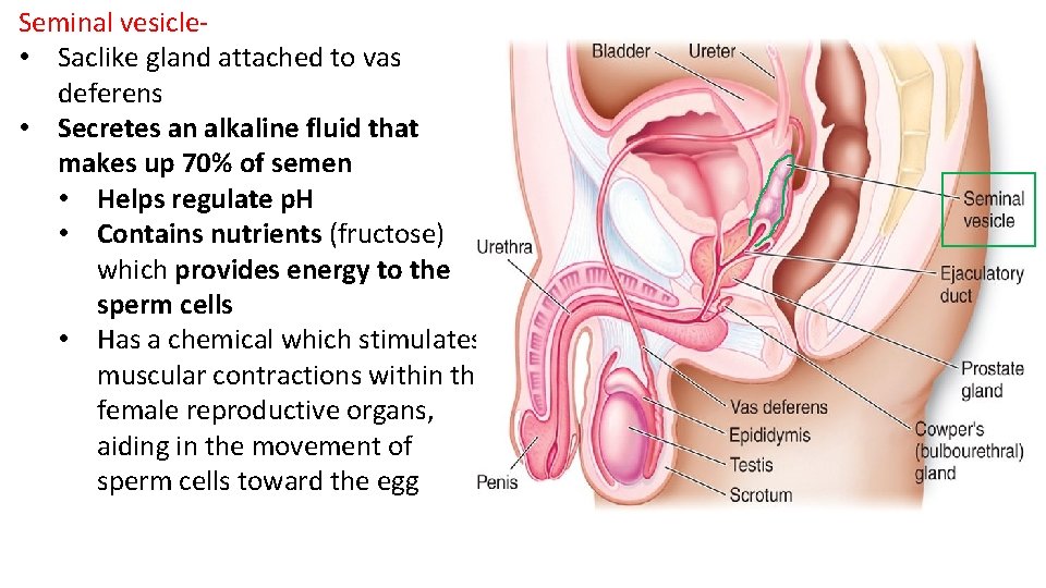 Seminal vesicle- • Saclike gland attached to vas deferens • Secretes an alkaline fluid