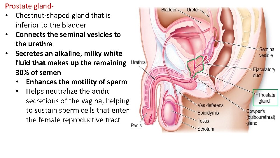 Prostate gland- • Chestnut-shaped gland that is inferior to the bladder • Connects the