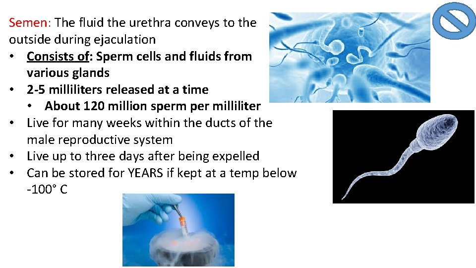 Semen: The fluid the urethra conveys to the outside during ejaculation • Consists of: