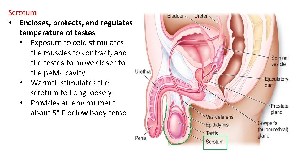 Scrotum- • Encloses, protects, and regulates temperature of testes • Exposure to cold stimulates