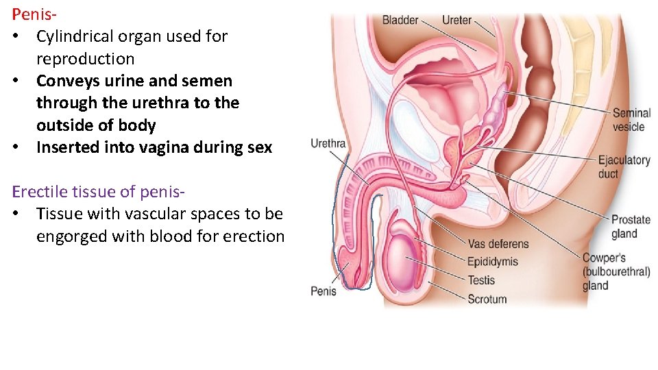 Penis- • Cylindrical organ used for reproduction • Conveys urine and semen through the