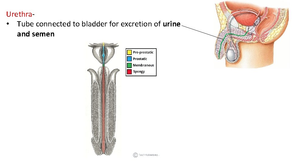 Urethra- • Tube connected to bladder for excretion of urine and semen 
