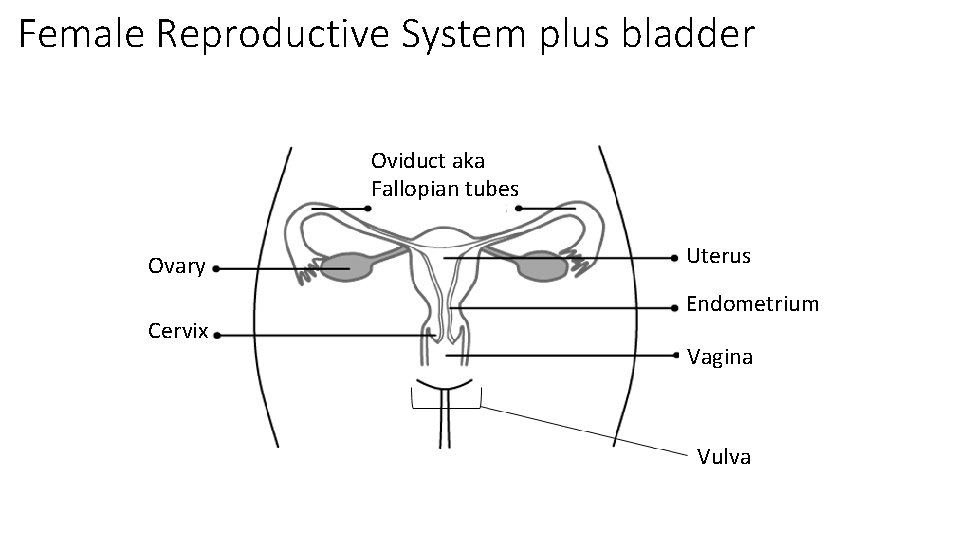 Female Reproductive System plus bladder Oviduct aka Fallopian tubes Ovary Cervix Uterus Endometrium Vagina